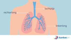 Afbeelding De longen