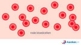 Afbeelding Rode bloedcellen