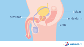 Afbeelding Organen in het kleine bekken (man)