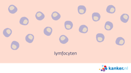Afbeelding Lymfocyten