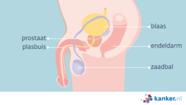 Afbeelding De prostaat - zijaanzicht
