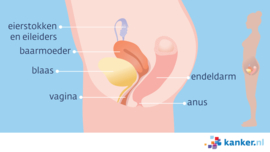 Afbeelding Organen in het kleine bekken (vrouw)