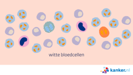 Afbeelding Witte bloedcellen