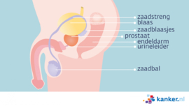 Afbeelding De prostaat en omliggende organen