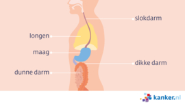 Afbeelding Zijaanzicht van de slokdarm