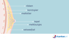 Afbeelding Een mannenborst vanaf de zijkant