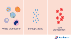 Afbeelding Bloedcellen