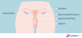 Afbeelding Inwendige vrouwelijke geslachtsorganen