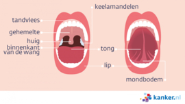 Afbeelding De onderdelen van de mond