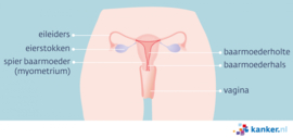 Afbeelding De baarmoeder en organen rond de baarmoeder