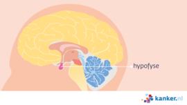 Afbeelding De hypofyse