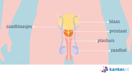 Afbeelding De prostaat - vooraanzicht