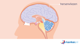 Afbeelding De hersenvliezen