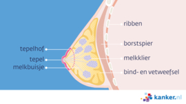 Afbeelding De borsten