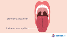 Afbeelding De tong met de grote en kleine smaakpapillen
