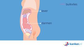 Afbeelding Het buikvlies