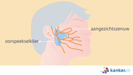 Afbeelding De oorspeekselklier en de aangezichtszenuw