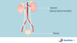 Afbeelding De nieren en de blaas