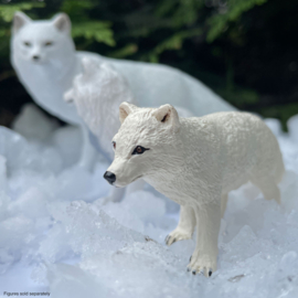 Arctic Fox Safari 100731