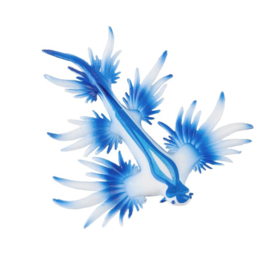 Blue seadragon  Glaucus atlanticus