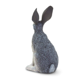 American Desert Hare  Safari 182029