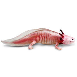 Axolotl S104650