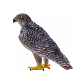 Peregrin falcon  Mojo 381056