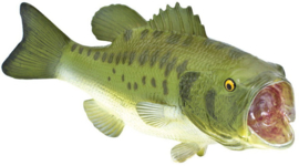 Forelbaars  Zonnebaars S265629