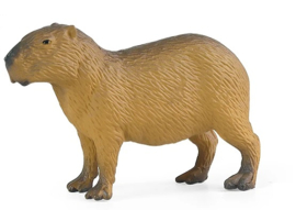 Capibara standing