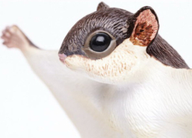 Vliegende Eekhoorn  S250229