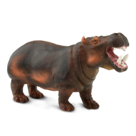 Hippopotamus  S229029