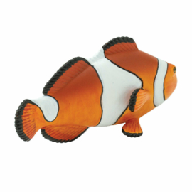 Ocellaris clownfish  S261829