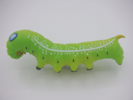 Daphnis nerii  caterpillar  Oleander butterfly