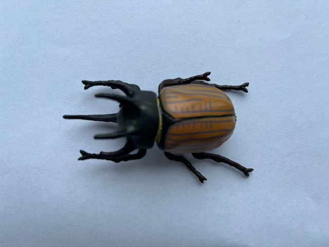 Rhino beetle