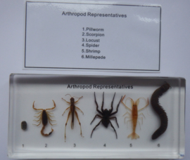 Arthropods