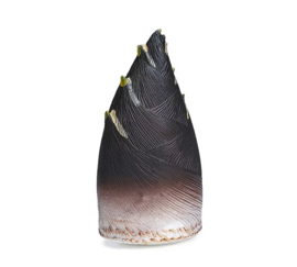 Bamboe  (jonge scheut)