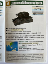 Japanese Rhinoceros Beetle  Colorata