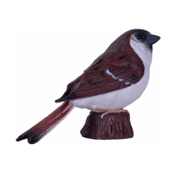 House Sparrow  Mojo 381114