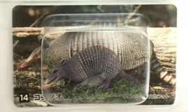 Armadillo Kabaya Amazon Animals