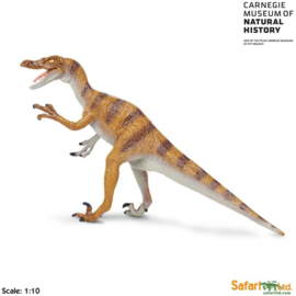 Velociraptor Carnegie Museum