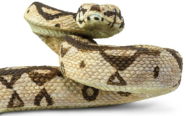 Boa constrictor S 266529