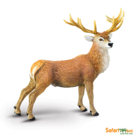 Red deer S181929