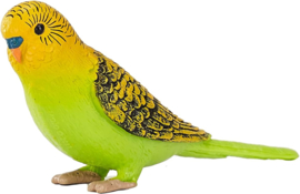 Budgerigar green Mojo 387262