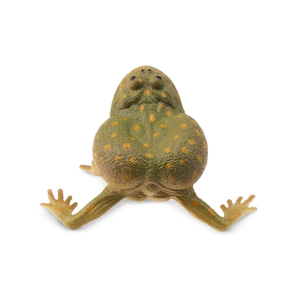 Budgett's frog  Toymany