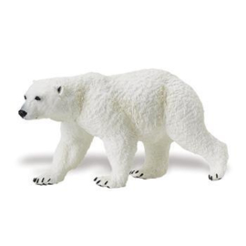 Polar Bear   S273329