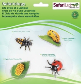 Lieveheersbeestje   levenscyclus S662729