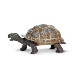 Tortoise Baby Galapagos  S260829