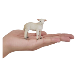 Romney sheep lamb  Mojo 387060