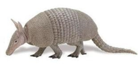 Armadillo    XXL   S262829