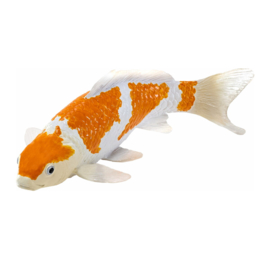 Koi carp   Ochiba Shigure   Mojö 381104   june 2025